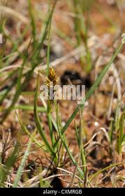 Attēlu rezultāti vaicājumam “Blysmus compressus leaf”