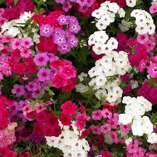 Image result for Phlox drummondii