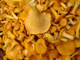 Attēlu rezultāti vaicājumam “Cantharellus cibarius”