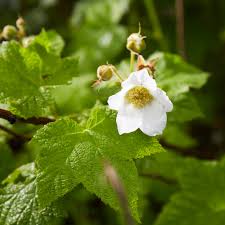 Attēlu rezultāti vaicājumam “Rubus parviflorus”