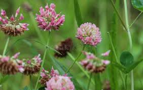 Attēlu rezultāti vaicājumam “Trifolium hybridum flower”