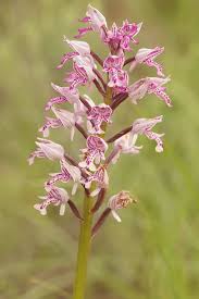 Attēlu rezultāti vaicājumam “Orchis militaris leaf”