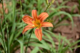 Attēlu rezultāti vaicājumam “Hemerocallis lilioasphodelus flower”