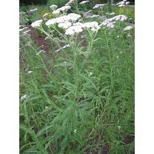 Image result for Achillea millefolium