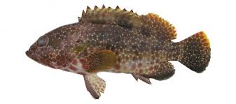 Image result for Epinephelus andersoni