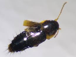 Attēlu rezultāti vaicājumam “Tachyporus sp.”