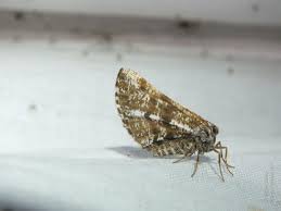 Attēlu rezultāti vaicājumam “Bupalus piniaria female”