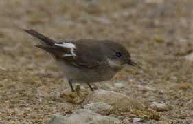 Attēlu rezultāti vaicājumam “Ficedula hypoleuca female”