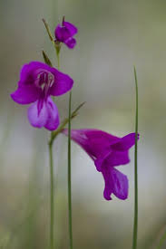 Attēlu rezultāti vaicājumam “Gladiolus imbricatus flower”