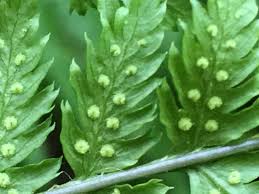 Attēlu rezultāti vaicājumam “Dryopteris expansa”