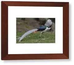 Image result for Chrysolophus amherstiae