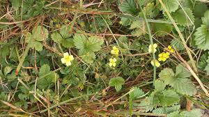 Attēlu rezultāti vaicājumam “Potentilla erecta flower”