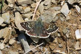 Attēlu rezultāti vaicājumam “Pyrgus serratulae”