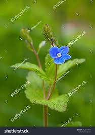 Attēlu rezultāti vaicājumam “Veronica filiformis flower”