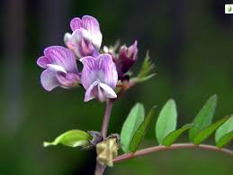Attēlu rezultāti vaicājumam “Vicia sepium flower”