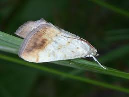 Attēlu rezultāti vaicājumam “Evergestis extimalis”