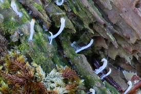 Attēlu rezultāti vaicājumam “Multiclavula mucida”