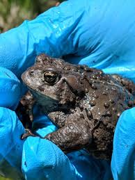 Image result for Bath Amphibians