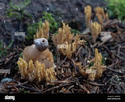 Attēlu rezultāti vaicājumam “Geastrum quadrifidum”