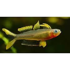 Image result for Furgaleus macki