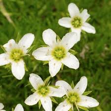 Attēlu rezultāti vaicājumam “Arenaria procera bud”