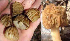 Attēlu rezultāti vaicājumam “Verpa bohemica”