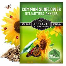 Image result for Helianthus annuus