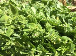 Attēlu rezultāti vaicājumam “Melissa officinalis”