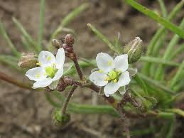 Attēlu rezultāti vaicājumam “Spergula arvensis”