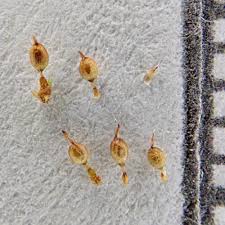 Attēlu rezultāti vaicājumam “Acaulon muticum sporophyte”