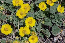Attēlu rezultāti vaicājumam “Potentilla arenaria”