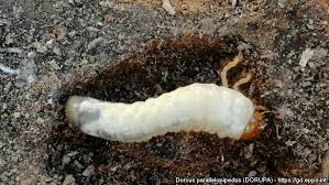 Attēlu rezultāti vaicājumam “Dorcus parallelopipedus”