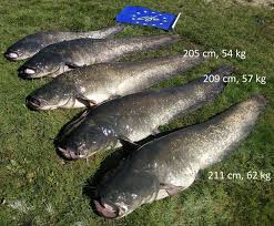 Image result for Silurus glanis