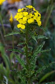 Attēlu rezultāti vaicājumam “Erysimum hieracifolium flower”