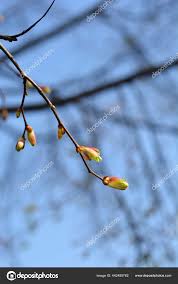 Attēlu rezultāti vaicājumam “Tilia cordata bud”