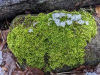 Attēlu rezultāti vaicājumam “Sciuro-hypnum populeum”