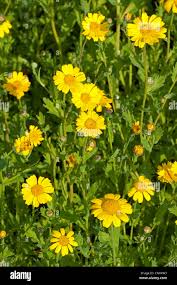 Image result for Chrysanthemum segetum