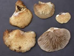 Attēlu rezultāti vaicājumam “Crepidotus applanatus”