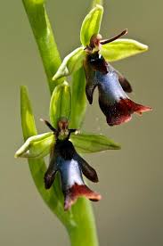Attēlu rezultāti vaicājumam “Ophrys insectifera flower”