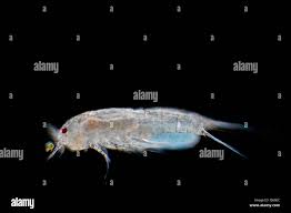 Attēlu rezultāti vaicājumam “Copepoda”