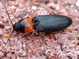 Attēlu rezultāti vaicājumam “Cardiophorus ruficollis”