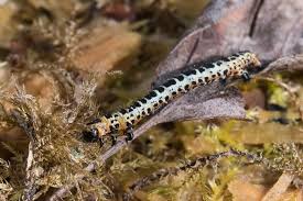 Attēlu rezultāti vaicājumam “Abraxas grossulariata larva”