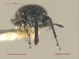 Attēlu rezultāti vaicājumam “Attelabidae”