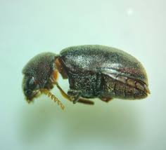 Attēlu rezultāti vaicājumam “Anobiidae”