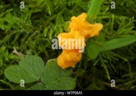 Attēlu rezultāti vaicājumam “Fuligo septica var. candida spores”