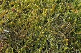 Attēlu rezultāti vaicājumam “Barbilophozia kunzeana”