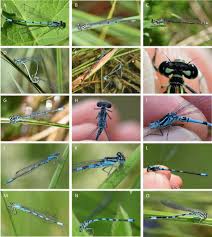 Attēlu rezultāti vaicājumam “Coenagrion puella male”