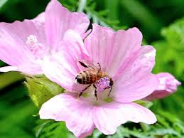 Attēlu rezultāti vaicājumam “Malva moschata”