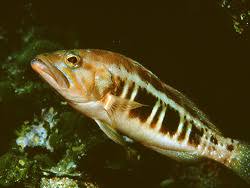 Image result for Serranus atricauda
