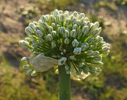 Attēlu rezultāti vaicājumam “Oenothera rubricauli bud”